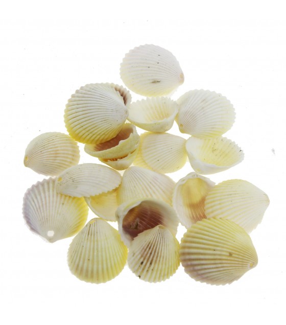 100gr. 3-4cm White Cockles Doğal Deniz Kabuğu Delikli